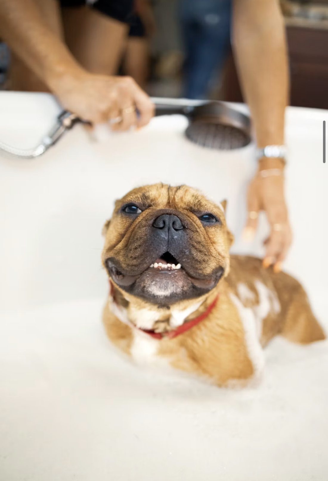 A happy bulldog in the bath