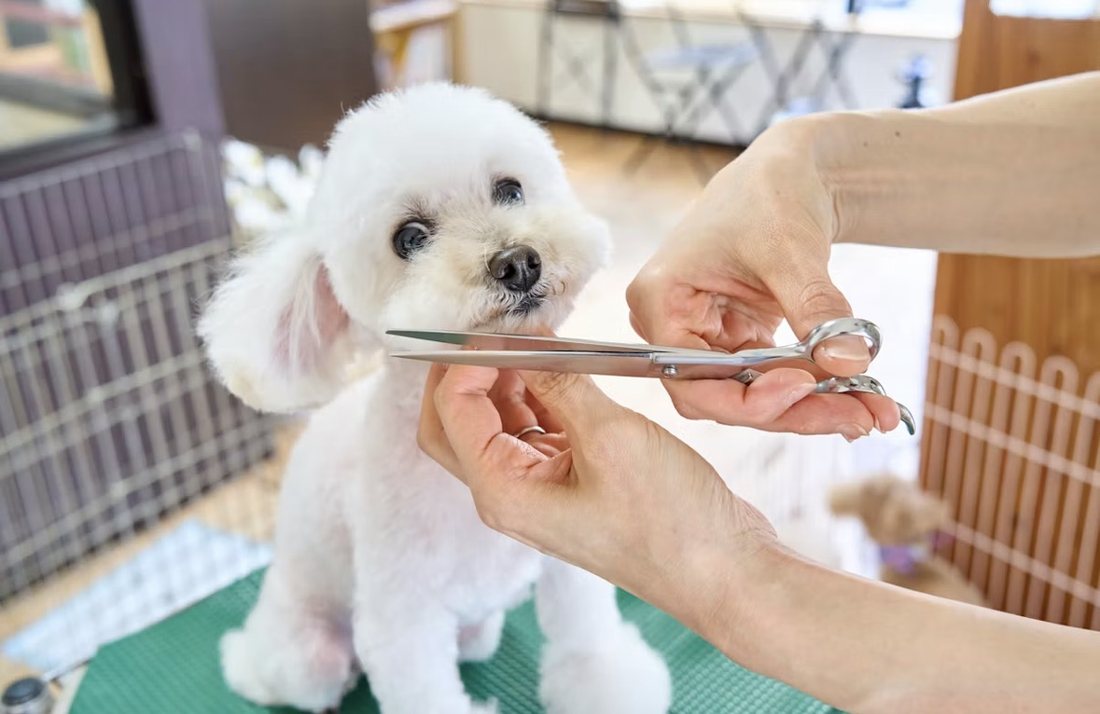A small white dog getting a trim