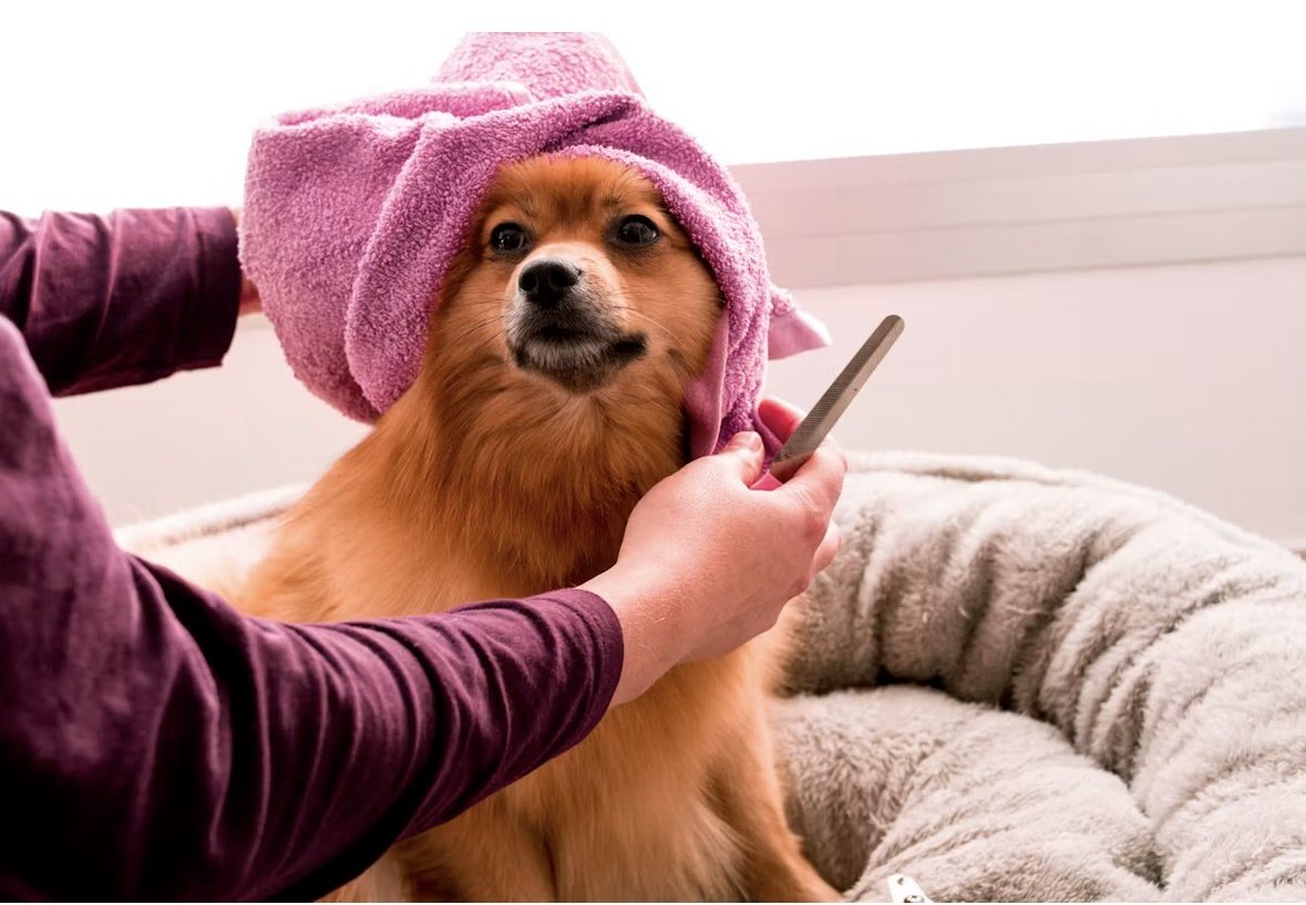 A dog being groomed in a pink towel