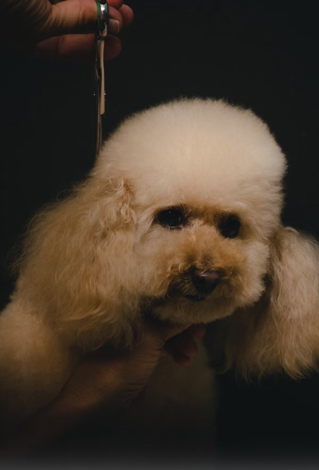 A freshly groomed poodle